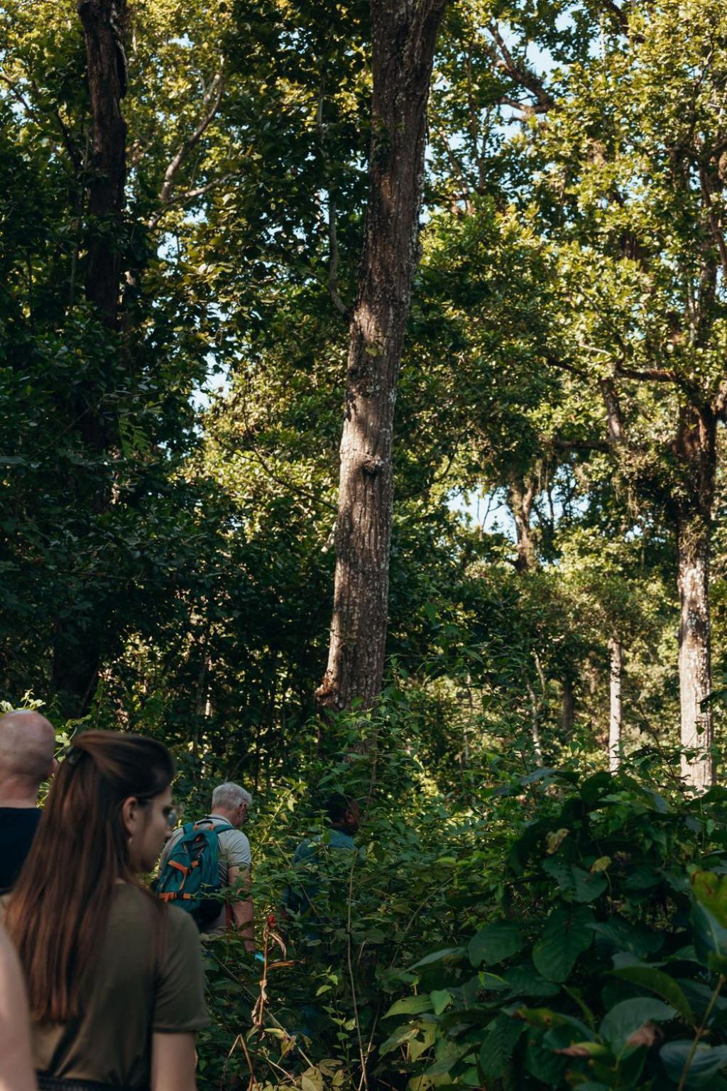 Jungle Safari Lodge- Serenity In The Wild *