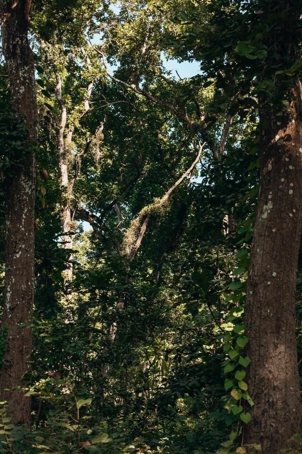 Lodge Jungle Safari Lodge- Serenity In The Wild *