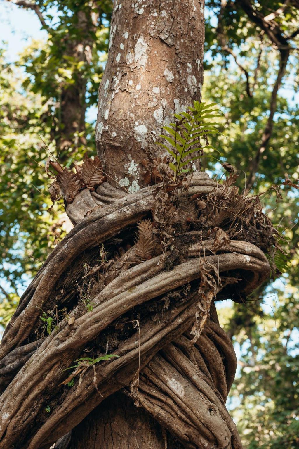 Jungle Safari Lodge- Serenity In The Wild Lodge Sauraha